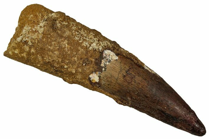 Real Fossil Spinosaurus Tooth - Huge Dinosaur Tooth #351643